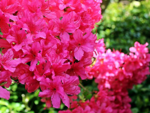 azalea-gd797c4be5_640