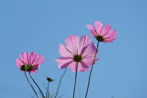 flowers-g1caef4fe8_640